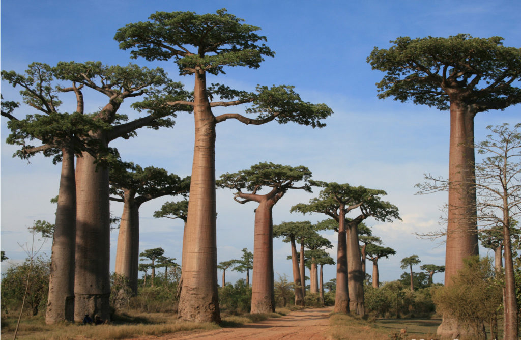 Allée des baobabs