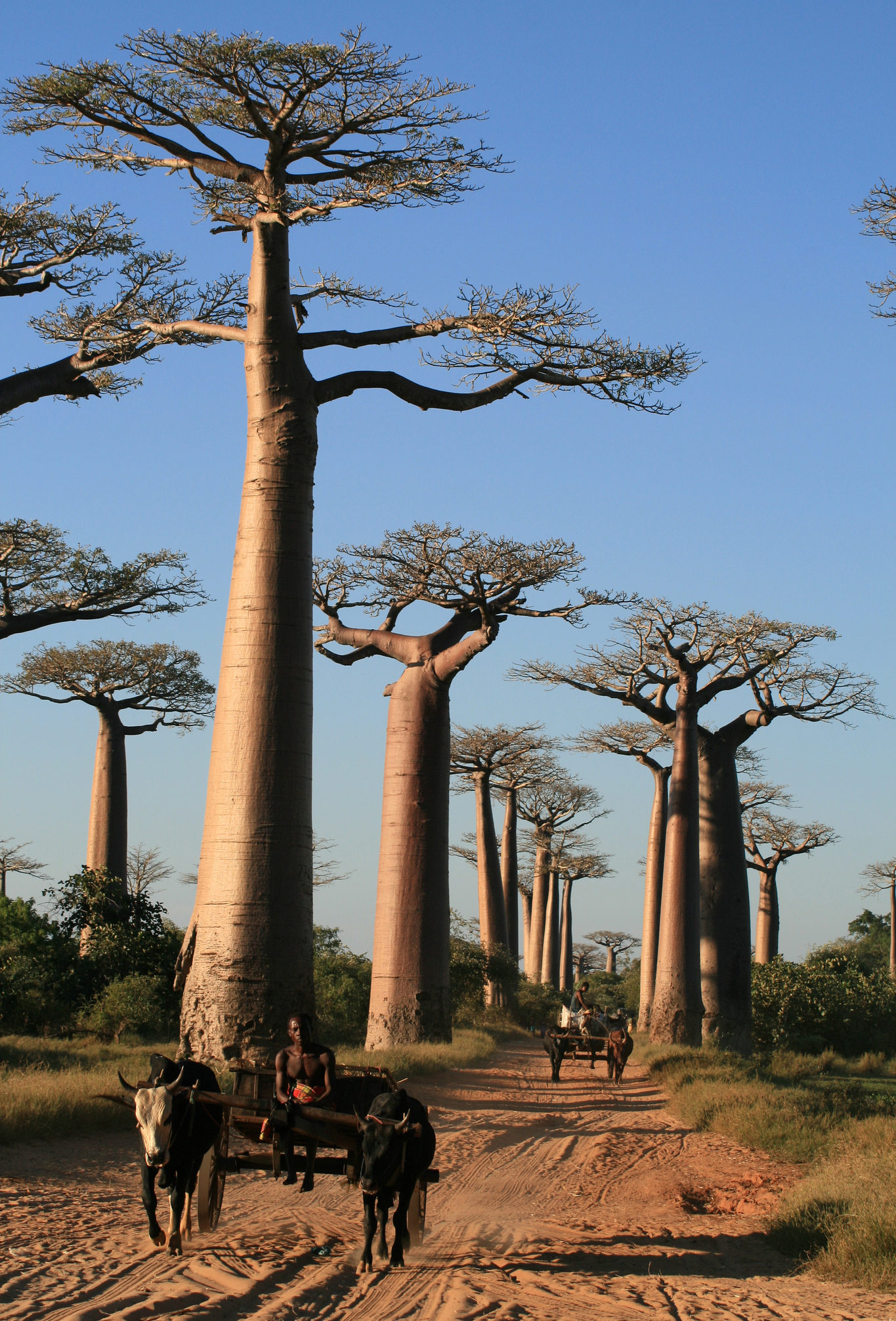 Zébus traversant une allée de baobab